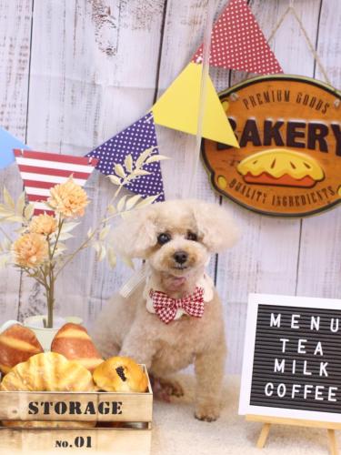 20240905クッキーくん